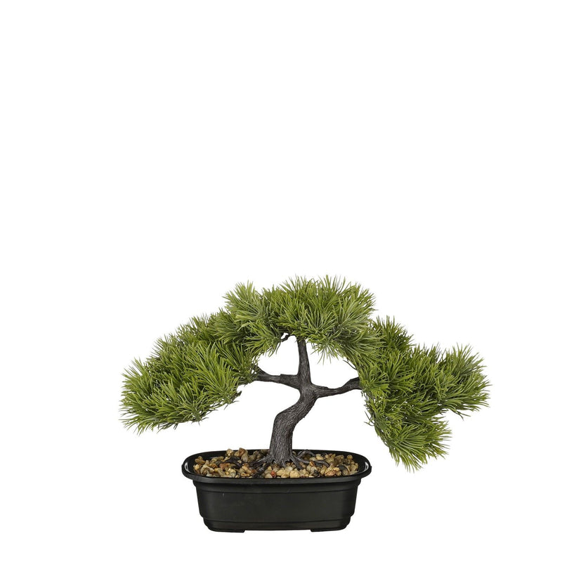 Bonsai in Green Pot - l33 x w17 x h26cm