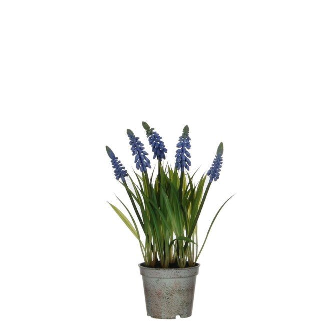 Hyacinth in Pot Blue 27cm - POTTED PLANTS - DRY ORNAMENTAL - Beattys of Loughrea