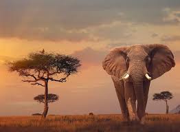 African Elephant 500Pce Puzzle