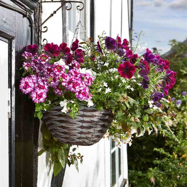 Smart Garden Pinto Faux Rattan Hanging Basket - 14in - HANGING BASKET, LINER, BRACKET - Beattys of Loughrea