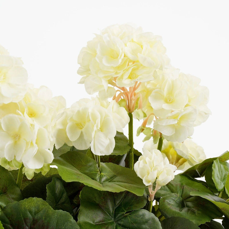 White Geranium in Terra Planter L29 x W13 x H40 cm - POTTED PLANTS - DRY ORNAMENTAL - Beattys of Loughrea