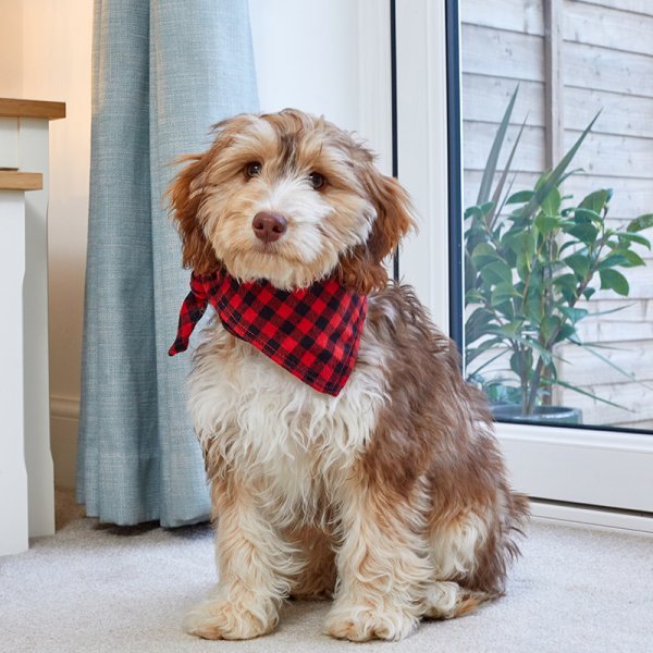 Beau Bandana - S/M - Red Check - XMAS CLOTHING Christmas clothing human and pet - Beattys of Loughrea