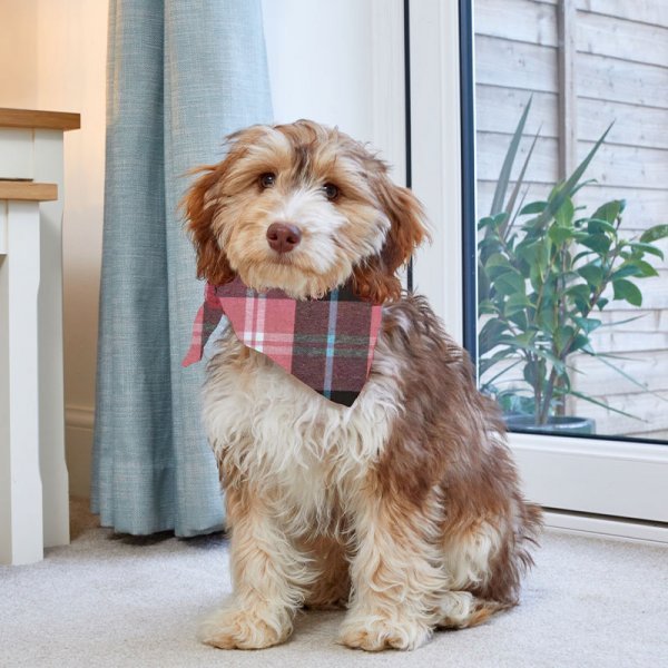 Beau Bandana - Small/Medium - Pink Check - XMAS CLOTHING Christmas clothing human and pet - Beattys of Loughrea