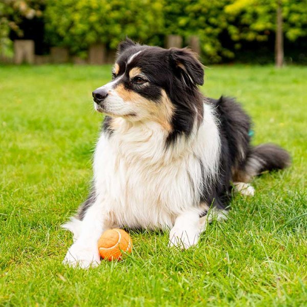 Zoon 5cm Mini Squeaky Pooch Tennis Balls - 4 Pack - PET TOYS BOOKS - Beattys of Loughrea